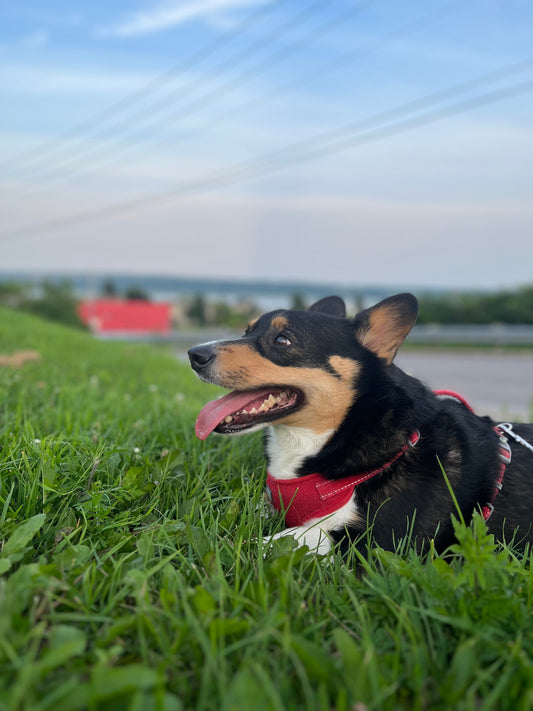5 erreurs que font les propriétaires de chiens en voiture - Mon Empire Canin