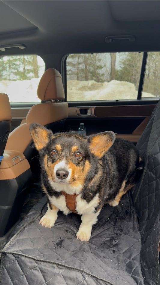 Comment protéger sa voiture quand on a un chien - Mon Empire Canin