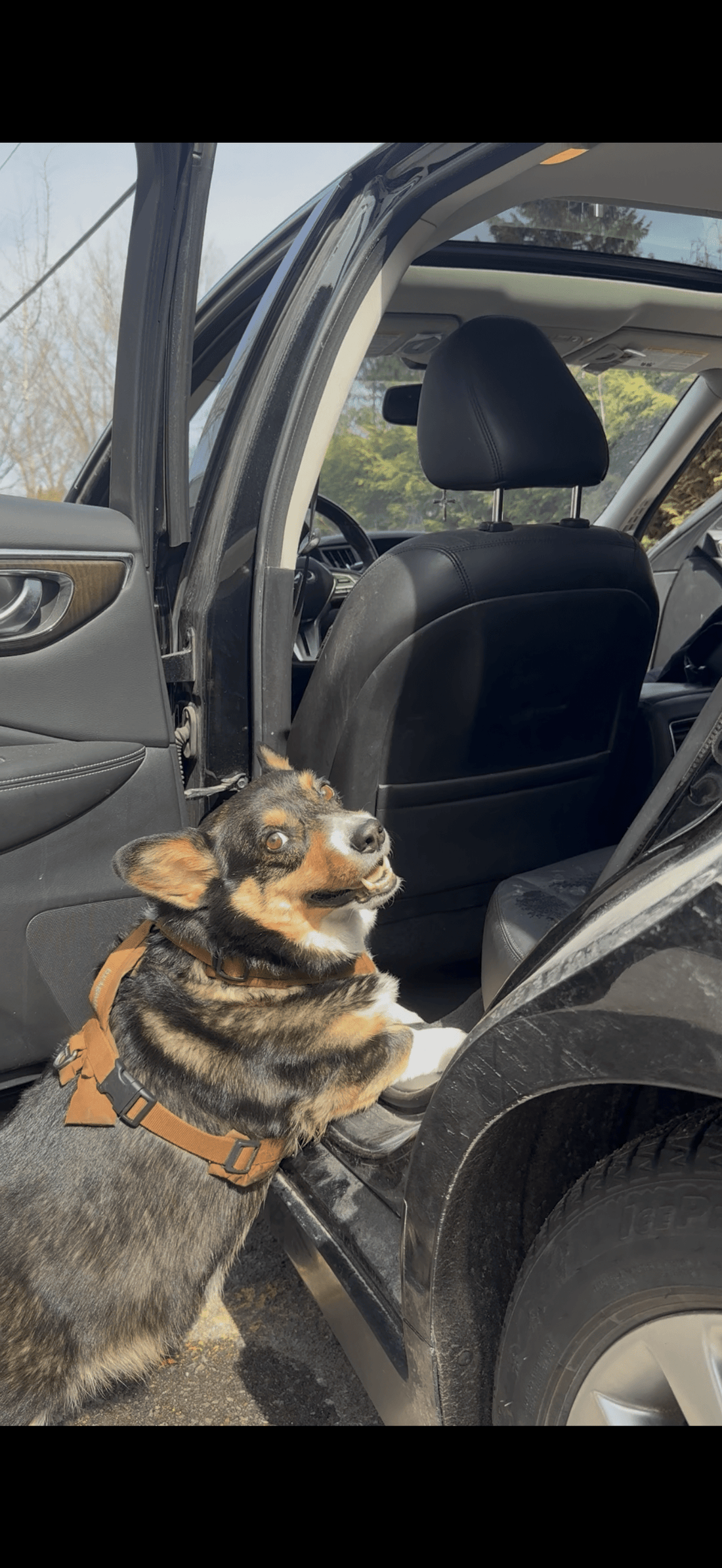 Comment transporter un chien en voiture sans salir les sièges - Mon Empire Canin