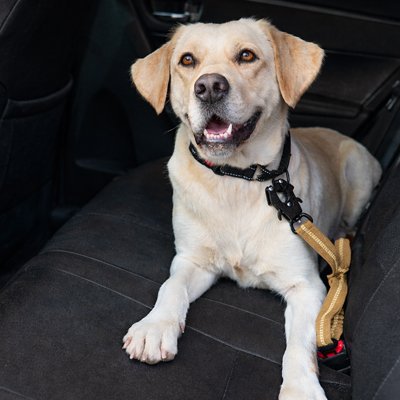 Ceinture de sécurité pour chien 