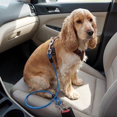 Ceinture de Sécurité pour Chien en Voiture | SécuriTravel - Harnais Ajustable - Mon Empire Canin
