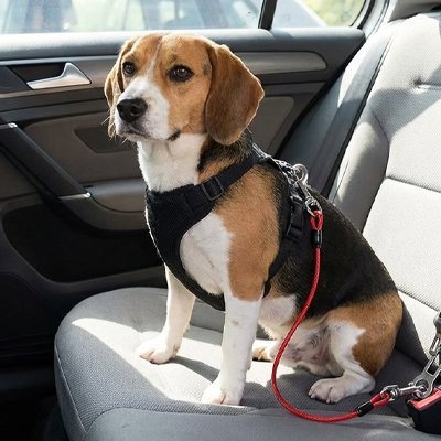 Ceinture de Sécurité pour Chien en Voiture | SécuriTravel - Harnais Ajustable - Mon Empire Canin