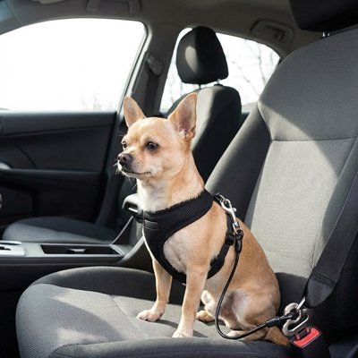 Ceinture de Sécurité pour Chien en Voiture | SécuriTravel - Harnais Ajustable - Mon Empire Canin