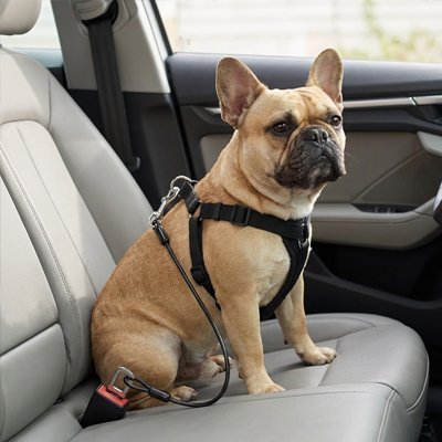 Ceinture de Sécurité pour Chien en Voiture | SécuriTravel - Harnais Ajustable - Mon Empire Canin