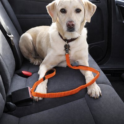 Ceinture de Sécurité pour Chien en Voiture | SécuriTravel - Harnais Ajustable - Mon Empire Canin