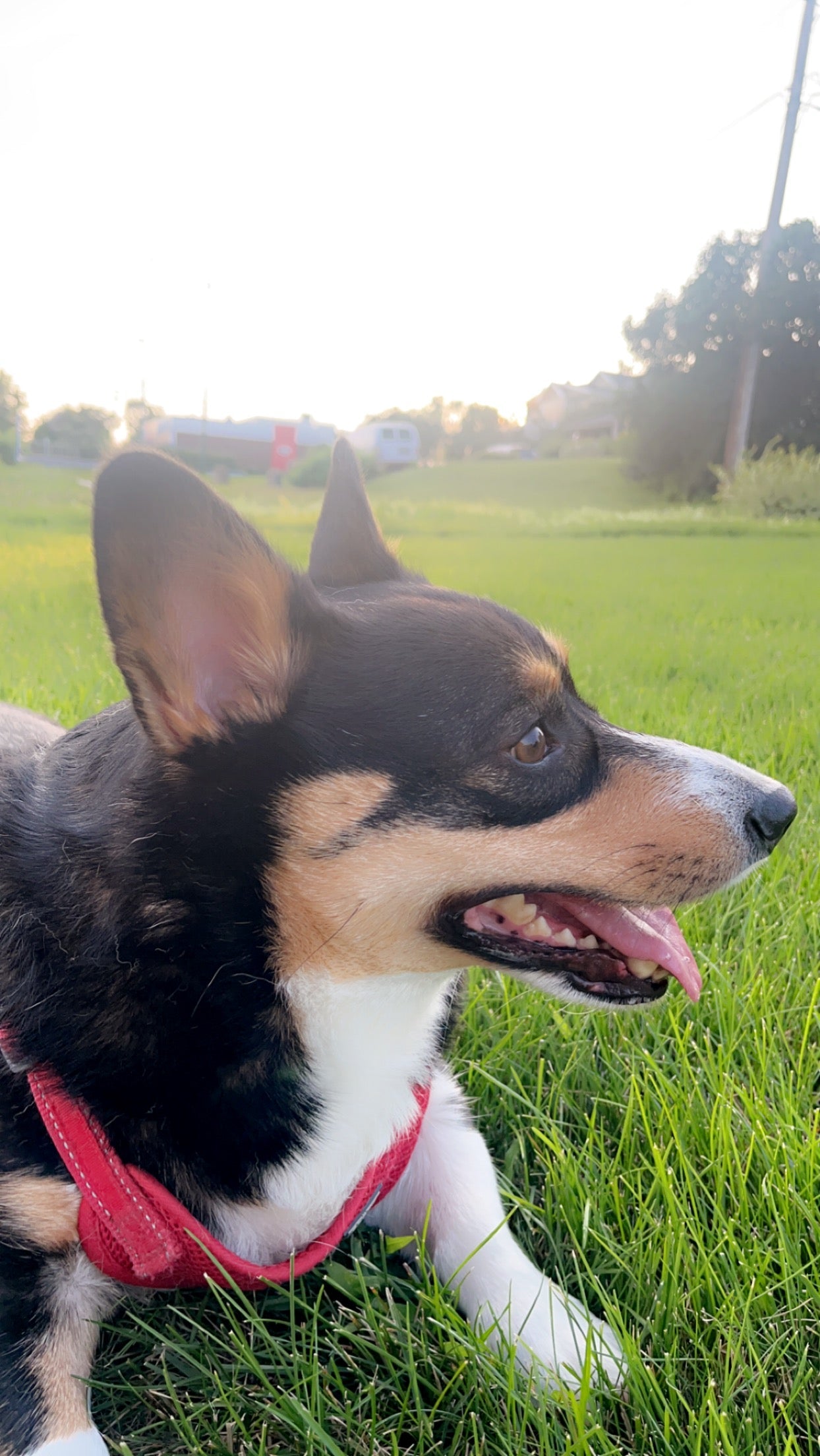 Accessoires de voyage premium pour chiens - transport sécurisé et confortable en voiture