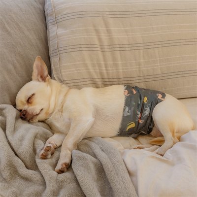 Couche pour chien | Ultra - absorbante - Mon Empire Canin