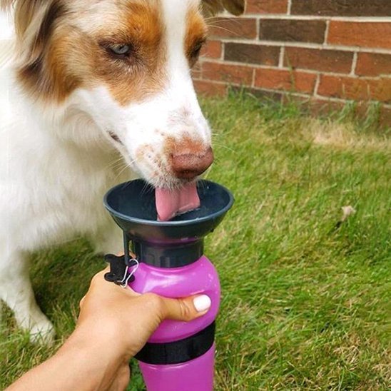 Gourde pour chien | Portable Antigaspi - Mon Empire Canin