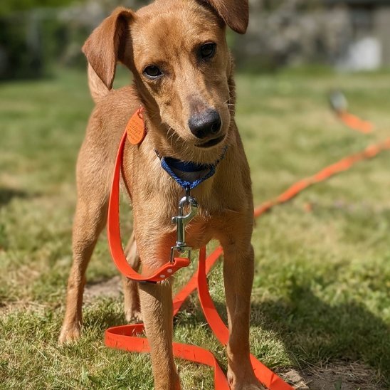Laisse pour Chien Robuste et Confortable - Promenade Sécurisée - Mon Empire Canin