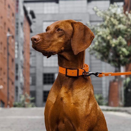 Laisse pour Chien Robuste et Confortable - Promenade Sécurisée - Mon Empire Canin