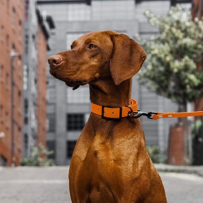 Laisse pour Chien Robuste et Confortable - Promenade Sécurisée - Mon Empire Canin