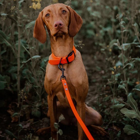 Laisse pour Chien Robuste et Confortable - Promenade Sécurisée - Mon Empire Canin
