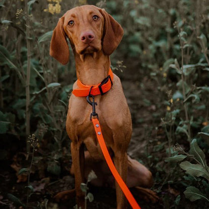 Laisse pour Chien Robuste et Confortable - Promenade Sécurisée - Mon Empire Canin
