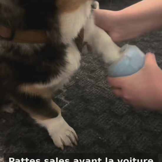 Démonstration du nettoyeur de pattes avec Oscar, le corgi