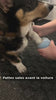 Démonstration du nettoyeur de pattes avec Oscar, le corgi